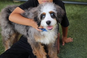 Bubba - Mini Bernedoodle Bubba - Mini Bernedoodle