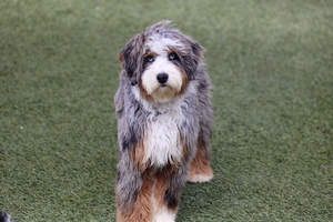 Shady Oak's Gracie - Mini Bernedoodle