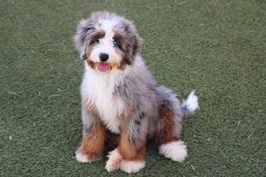 Skye - Mini Bernedoodle Skye - Mini Bernedoodle
