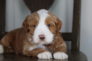 Reef - Medium Bernedoodle 