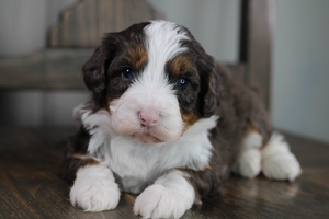 Cupcake - Med Bernedoodle 