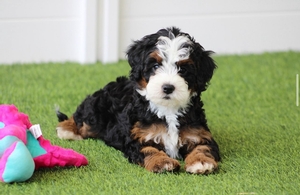 Maizy + Flash - Mini Bernedoodles 