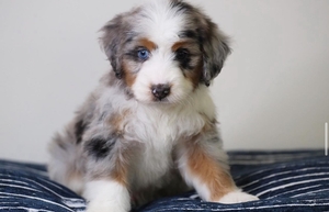 Stormy + Flash - Mini Bernedoodles 