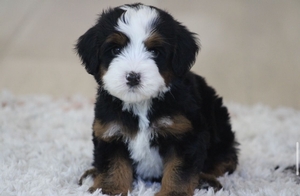 Lucy + Flash -  Mini Bernedoodles