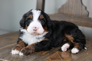 Cookie - Med Bernedoodle 