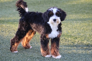 Willow + Flash - Ultra Mini Bernedoodles Willow + Flash - Ultra Mini Bernedoodles