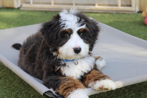 Oliver - Standard Bernedoodle - Graphite Merle Oliver - Standard Bernedoodle - Graphite Merle