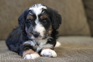 Coal - Mini Bernedoodle Coal - Mini Bernedoodle