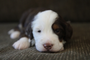 Henery - Mini Bernedoodle Henery - Mini Bernedoodle