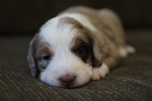 Coco - Mini Bernedoodle Coco - Mini Bernedoodle