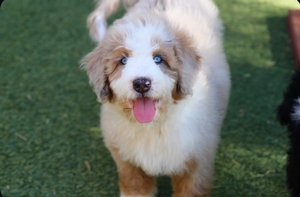 Wade - Standard ULTRA Bernedoodle 