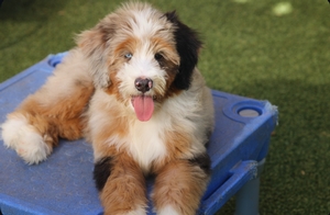 Wes- Standard ULTRA Bernedoodle 