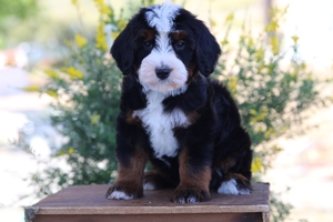 Tulip - Mini Bernedoodle Tulip - Mini Bernedoodle