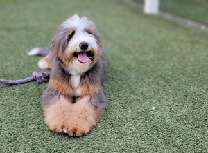 Shady Oak's Marlee - Medium Bernedoodle