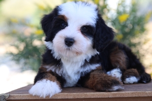 Tess - Mini Bernedoodle Tess - Mini Bernedoodle