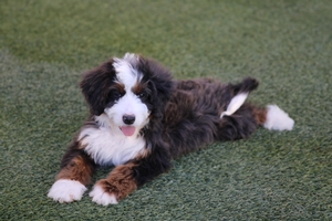 Luna - Standard Bernedoodle - Graphite Merle Luna - Standard Bernedoodle - Graphite Merle