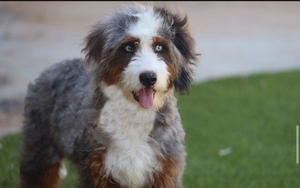 Shady Oak's Tango - Medium Bernedoodle