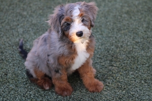 Buddy - Mini Bernedoodle Buddy - Mini Bernedoodle