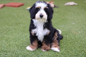Odessa - Mini Bernedoodle Odessa - Mini Bernedoodle