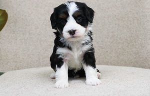 Birdie - Mini Bernedoodle 