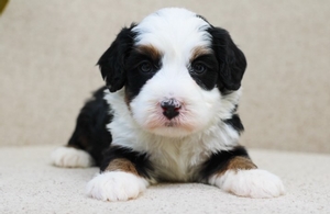 Bounce - Mini Bernedoodle 