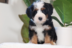 Steven - Mini Bernedoodle Steven - Mini Bernedoodle