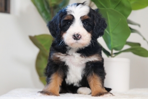 Cali - Mini Bernedoodle Cali - Mini Bernedoodle