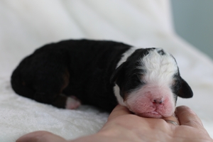 Standard Tri Female Bernedoodles Standard Tri Female Bernedoodles