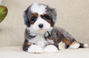 Waverly - Mini Bernedoodle 