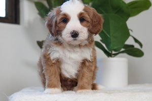 Butters - Mini Bernedoodle Butters - Mini Bernedoodle