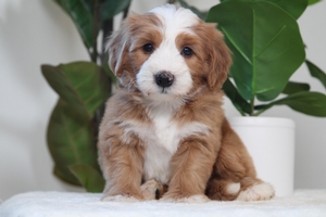 Douglas - Mini Bernedoodle Douglas - Mini Bernedoodle