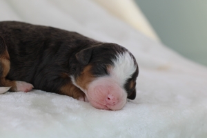 Willy - Standard Bernedoodle - Graphite Merle Willy - Standard Bernedoodle - Graphite Merle