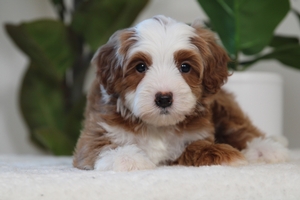 Kiwi - Mini Bernedoodle Kiwi - Mini Bernedoodle