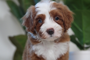 Peanut - Mini Bernedoodle Peanut - Mini Bernedoodle