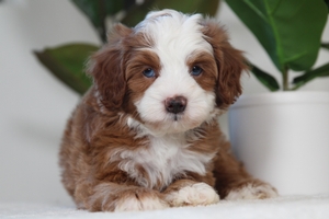Wesley - Mini Bernedoodle Wesley - Mini Bernedoodle