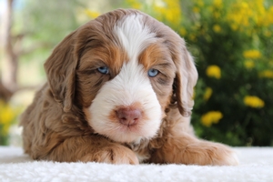 Gunner - Mini Bernedoodle Gunner - Mini Bernedoodle