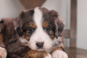 Wren - Standard Aussie Mountain Doodle Wren - Standard Aussie Mountain Doodle