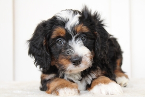 Coal - Mini Bernedoodle Coal - Mini Bernedoodle
