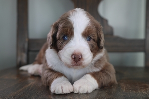Fudge - Standard Aussie Mountain Doodle Fudge - Standard Aussie Mountain Doodle