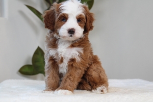 Wesley -Petite Mini Bernedoodle Wesley -Petite Mini Bernedoodle