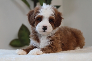 Cody - Petite Mini Bernedoodle Cody - Petite Mini Bernedoodle