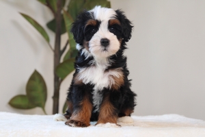 Candy - Petite Mini Bernedoodle Candy - Petite Mini Bernedoodle