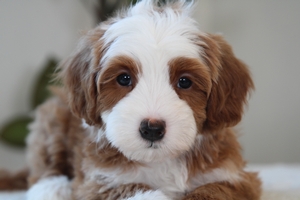 Kiwi - Petite Mini Bernedoodle Kiwi - Petite Mini Bernedoodle