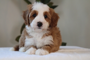 Biscuit - Mini Bernedoodle Biscuit - Mini Bernedoodle