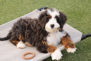 Luna - Standard Bernedoodle - Graphite Merle Luna - Standard Bernedoodle - Graphite Merle