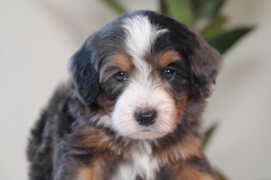 Poptart - Mini Bernedoodle - Graphite Merle Poptart - Mini Bernedoodle - Graphite Merle