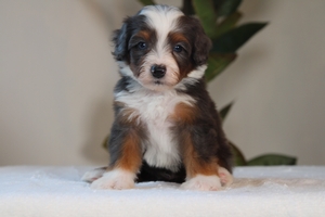 Popsicle - Mini Bernedoodle - Graphite Merle Popsicle - Mini Bernedoodle - Graphite Merle