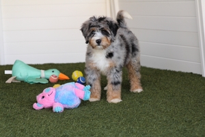 Jen - Mini Bernedoodle Jen - Mini Bernedoodle