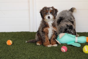 Juice - Mini Bernedoodle Juice - Mini Bernedoodle