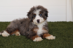 Jam - Mini Bernedoodle Jam - Mini Bernedoodle